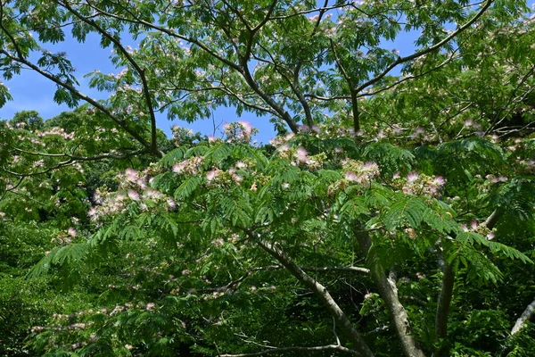 Шелковое Дерево Albizia Julibrissin Цветы Розовые Цветы Цветут Июня Июль — стоковое фото