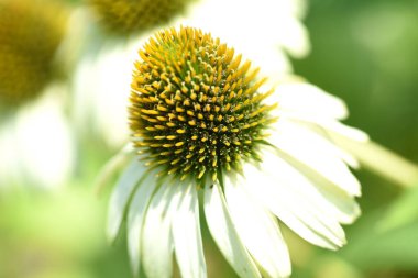 Ekinezya (Mor koni çiçeği) çiçekleri. Asteraceae bitkileri Kuzey Amerika 'ya özgüdür. Haziran 'dan Ekim' e kadar çiçek açar.