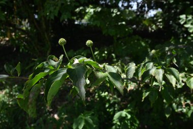 Kousa Dogwood (Cornus kousa) olgunlaşmamış meyveler. Cornaceae yaprak döken ağacı. Yazın başlarında açar ve sonbaharda tatlı ve lezzetli meyvelerle olgunlaşır..