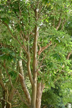 Şiyofilyum makropodum ağacı. Japonca adı 'Yuzuriha'. Enfeksiyongiller Diyokeş Yeşiller Ağacı.