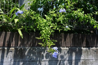 Pelerin plumbago (Plumbago auriculata) çiçekleri. Plumbaginaceae tropikal çiçekli ağaç Güney Afrika 'ya özgüdür. Parlak mavi çiçekler yazın başından sonbahara kadar uzun bir süre çiçek açar..