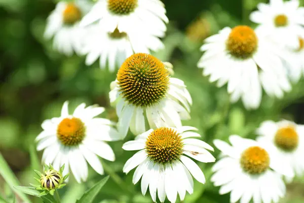 Ekinezya (Mor koni çiçeği) çiçekleri. Asteraceae bitkileri Kuzey Amerika 'ya özgüdür. Haziran 'dan Ekim' e kadar çiçek açar.