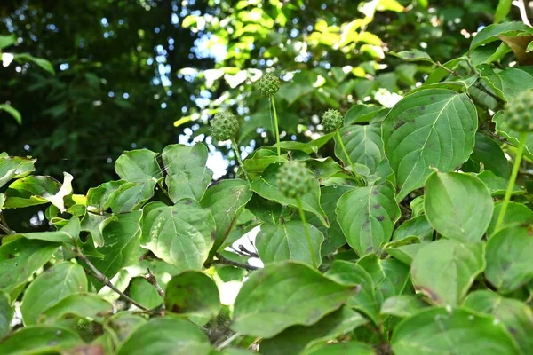 Kousa Dogwood Cornus Kousa Bagas Verdes Cornaceae Árvore Caduca Flores — Fotografia de Stock