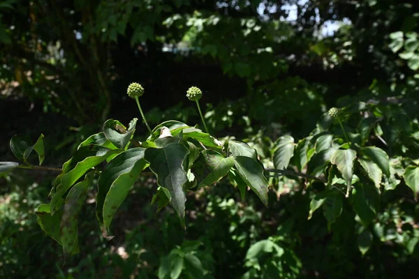 Kousa Dogwood Cornus Kousa Bagas Verdes Cornaceae Árvore Caduca Flores — Fotografia de Stock