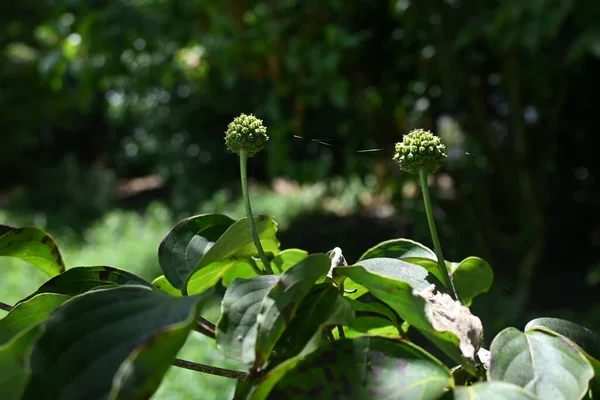 Kousa Dogwood Cornus Kousa Unripe Berries Cornaceae Deciduous Tree Blooms — Stock Photo, Image