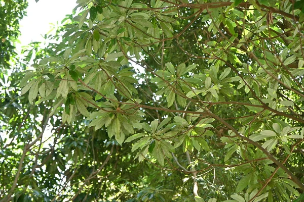 Daphniphyllum Macropodum Tree Nombre Japonés Yuzuriha Daphniphyllaceae Árbol Perenne Dioico —  Fotos de Stock