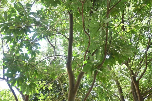 大豆蔻树的总状花序树 日文名叫 Yuzuriha 水蚤科菊科常绿乔木 — 图库照片