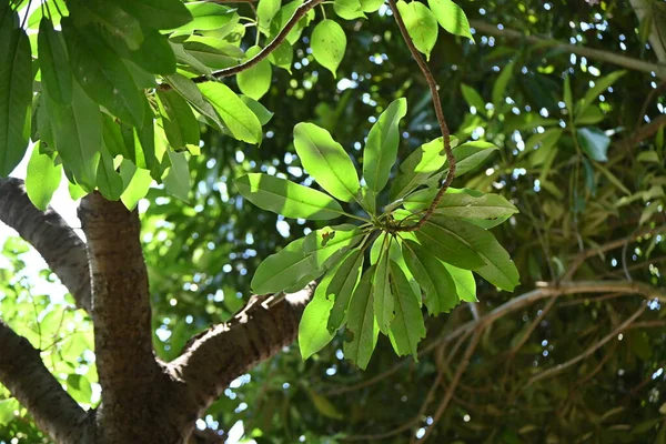 Daphniphyllum Macropodum Pohon Nama Jepang Yuzuriha Daphniphyllaceae Dioecious Evergreen Tree — Stok Foto