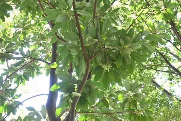 Daphniphyllum Macropodum Дерево Японська Назва Южурія Daphniphyllaceae Єврейське Вічнозелене Дерево — стокове фото
