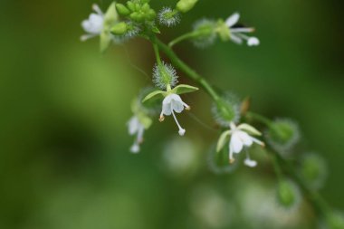 Circaea Mollis çiçekleri. Onagraceae pernnial bitkileri. Yeraltı ritimleri var ve sulak alanlarda yetişiyor. Ağustostan eylüle kadar küçük beyaz çiçekler üretir ve meyveleri tüylüdür..
