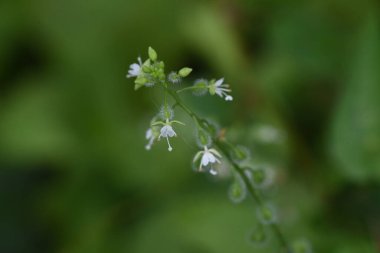 Circaea Mollis çiçekleri. Onagraceae pernnial bitkileri. Yeraltı ritimleri var ve sulak alanlarda yetişiyor. Ağustostan eylüle kadar küçük beyaz çiçekler üretir ve meyveleri tüylüdür..