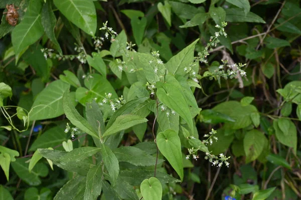 Circaea Mollis Çiçekleri Onagraceae Pernnial Bitkileri Yeraltı Ritimleri Var Sulak — Stok fotoğraf