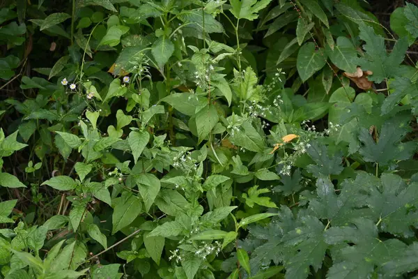 圆锥花序 总状花序总科植物 它有地下根状茎 生长在湿地中 它从8月到9月产出小白花 果实毛茸茸的 — 图库照片