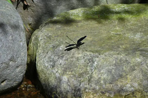 Calopteryx Atrata Calopterygidae昆虫 夏天常见于水边 在日本 牠们在一些地区被指定为濒危物种 — 图库照片