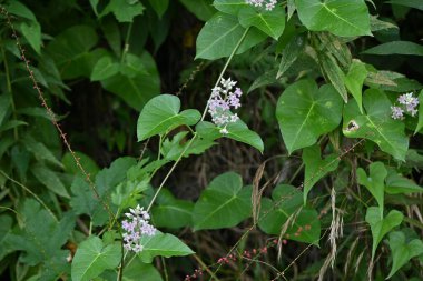 Metaplexis japonica çiçekleri. Apocynaceae pernnial asması. Ağustostan eylüle kadar çiçek açar. Tohumlar ve yapraklar tedavi edici ve genç filizler yenilebilir..