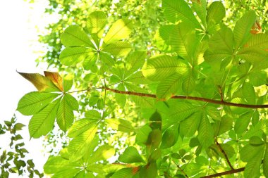 Japon at kestanesi (Aesculus turbinata) ağacı. Sapondaceae yapraklı ağaç, bir Japon spesiyali. Fındıklar yenilebilir. Bu da bir bal bitkisi..