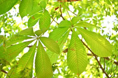 Japon at kestanesi (Aesculus turbinata) ağacı. Sapondaceae yapraklı ağaç, bir Japon spesiyali. Fındıklar yenilebilir. Bu da bir bal bitkisi..