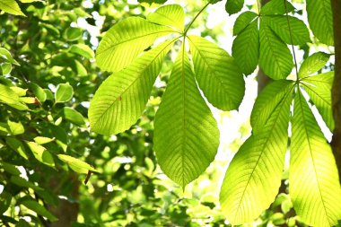 Japon at kestanesi (Aesculus turbinata) ağacı. Sapondaceae yapraklı ağaç, bir Japon spesiyali. Fındıklar yenilebilir. Bu da bir bal bitkisi..