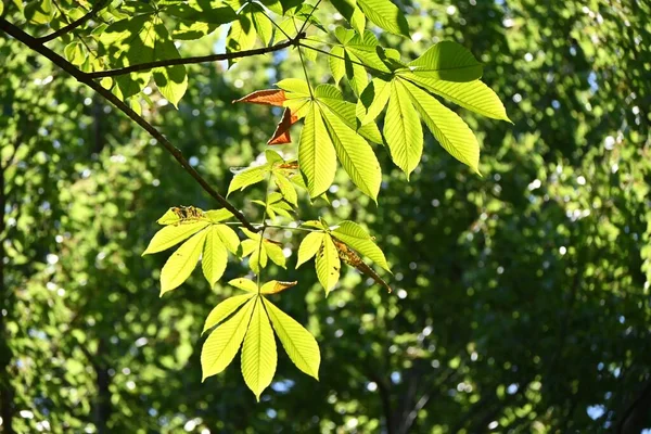 Drzewo Kasztanowca Japońskiego Aesculus Turbinata Sapondaceae Drzewo Liściaste Specjalność Japonii — Zdjęcie stockowe