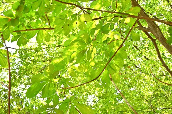Árbol Japonés Castaño Indias Aesculus Turbinata Sapondaceae Árbol Caducifolio Una — Foto de Stock