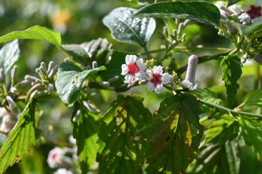 Kokarca sarmaşığı (Paederia tarayıcıları) çiçekler. Rubiaceae daimi asması, Japonya 'ya özgüdür. Kırmızı merkezli küçük beyaz çiçekler Temmuz 'dan Eylül' e kadar açar..