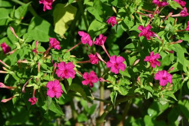 Peru Marvel saat dörtte çiçek (Mirabilis jalapa). Çiçek açma dönemi Haziran 'dan Ekim' e kadardır. Öğleden sonra 4 civarında çiçek açar ve ertesi sabah solar..