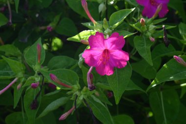 Peru Marvel saat dörtte çiçek (Mirabilis jalapa). Çiçek açma dönemi Haziran 'dan Ekim' e kadardır. Öğleden sonra 4 civarında çiçek açar ve ertesi sabah solar..