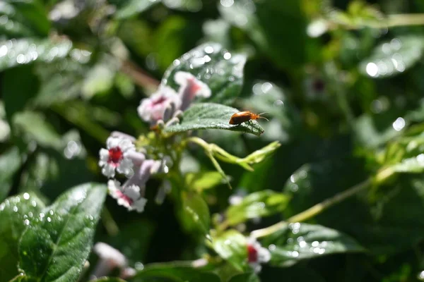 Stinktier Paederia Scandens Blüht Staudenrebe Rubiaceae Beheimatet Japan Kleine Weiße — Stockfoto