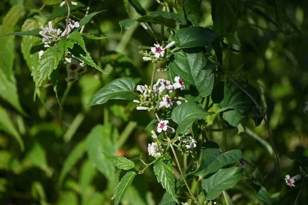 Kokarca sarmaşığı (Paederia tarayıcıları) çiçekler. Rubiaceae daimi asması, Japonya 'ya özgüdür. Kırmızı merkezli küçük beyaz çiçekler Temmuz 'dan Eylül' e kadar açar..