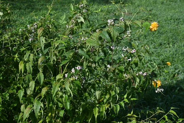 スカンクブドウ ペデリアスキャンダル 日本原産のルビア ペレニアルブドウ 7月から9月まで赤い中心が咲く小さな白い花 — ストック写真