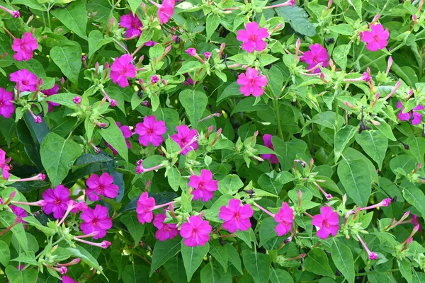 Zázrak Peru Květiny Čtyři Hodiny Mirabilis Jalapa Doba Květu Června — Stock fotografie