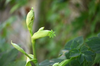 Ashitaba ( Angelica keiskei ). Apiaceae yeşili ve Japonya 'ya özgü sarı sebze. Güçlüdür, hızlı büyür, canlıdır ve son derece besleyicidir..