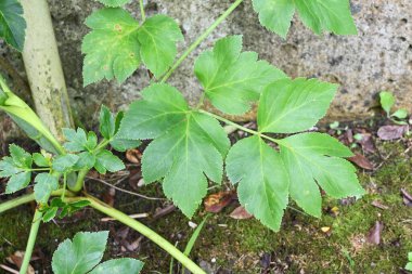 Ashitaba ( Angelica keiskei ). Apiaceae yeşili ve Japonya 'ya özgü sarı sebze. Güçlüdür, hızlı büyür, canlıdır ve son derece besleyicidir..