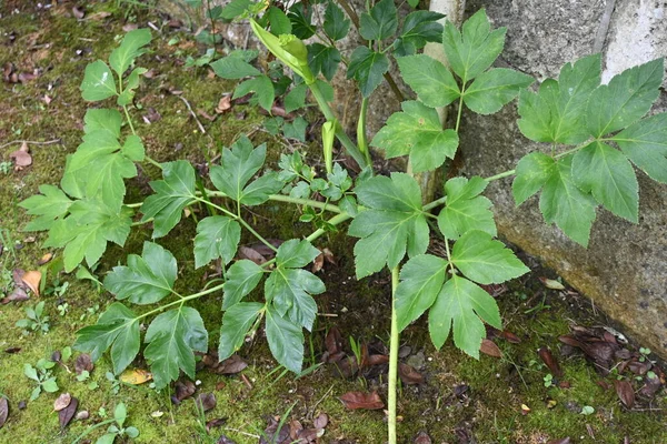 Ashitaba Angelica Keiskei Apiaceae Groene Gele Groente Afkomstig Uit Japan — Stockfoto