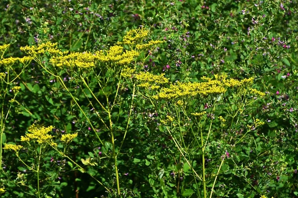 金色花边 Patrinia Scabiosifolia 杜鹃科多年生植物 从八月到十月 许多黄色的小花在花梢上绽放 — 图库照片