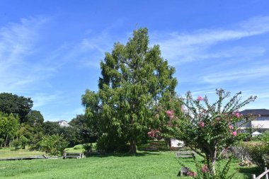  Metasequoia glyptostroboides (Dawn Redwood) ağacı. Cupressaceae yapraklı kozalaklı ağaç. 'Canlı fosil' olarak adlandırılır ve güzel şekli nedeniyle bir park ağacı veya yol kenarı ağacı olarak kullanılır..