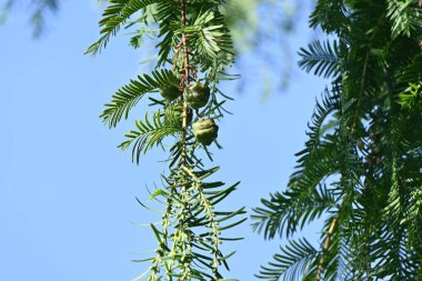  Metasequoia glyptostroboides (Dawn Redwood) ağacı. Cupressaceae yapraklı kozalaklı ağaç. 'Canlı fosil' olarak adlandırılır ve güzel şekli nedeniyle bir park ağacı veya yol kenarı ağacı olarak kullanılır..