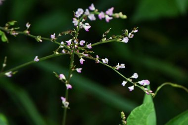 Desmodium podocarpum (Dilenci bitleri) çiçekleri. Fabaceae daimi bitkileri. Temmuz 'dan Eylül' e kadar yarışlarda pembe çiçekler. Meyve burr..