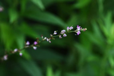 Desmodium podocarpum (Dilenci bitleri) çiçekleri. Fabaceae daimi bitkileri. Temmuz 'dan Eylül' e kadar yarışlarda pembe çiçekler. Meyve burr..