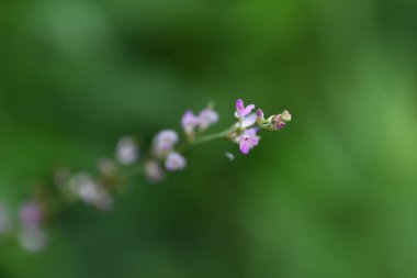 Desmodium podocarpum (Dilenci bitleri) çiçekleri. Fabaceae daimi bitkileri. Temmuz 'dan Eylül' e kadar yarışlarda pembe çiçekler. Meyve burr..