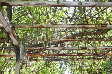  Japon salkımı ağacı ve salkımcık sarmaşığı. Fabaceae yapraklı sarmaşık. Çiçek açma dönemi Nisan sonu ile Mayıs başı arasındadır ve büyük baklagiller çiçek açtıktan sonra asılır..