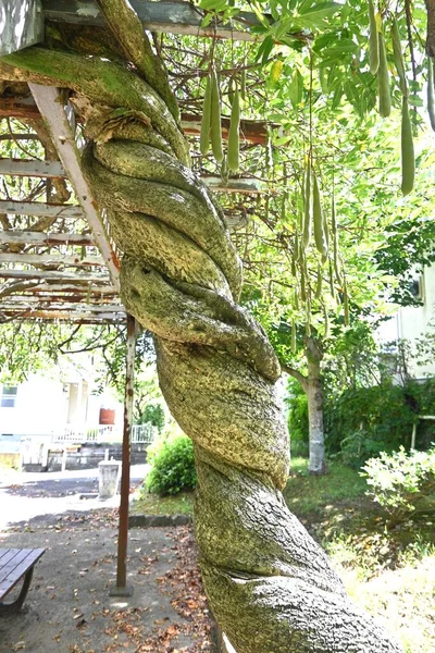 Wisteria Árvore Japonesa Legumes Treliça Wisteria Fabaceae Videira Decídua Período — Fotografia de Stock