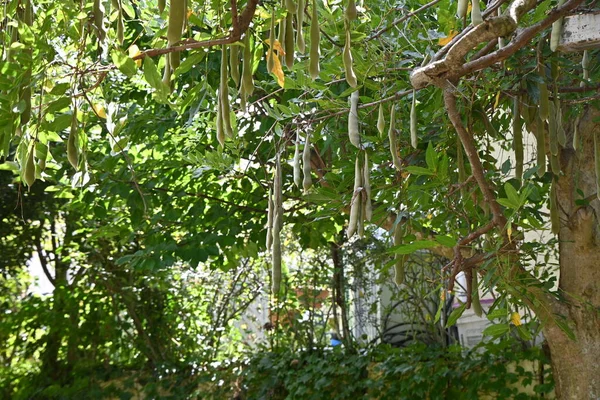 Japońskie Drzewo Wisteria Rośliny Strączkowe Wisteria Trellis Bajeczne Liście Winorośli — Zdjęcie stockowe