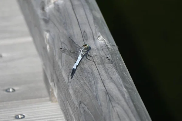 一个普通的滑翔机 一种生活在湿地中的中型蜻蜓 雄性动物被白粉覆盖 蓝眼睛 雌性动物有黄斑和绿色眼睛 — 图库照片