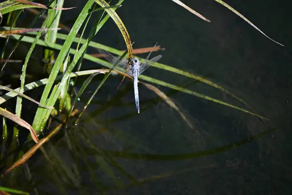 一个普通的滑翔机 一种生活在湿地中的中型蜻蜓 雄性动物被白粉覆盖 蓝眼睛 雌性动物有黄斑和绿色眼睛 — 图库照片