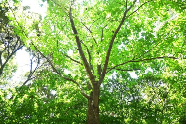 Amerikan sakızı (Liquidamber styracifula) ağacı. Altingiaceae yapraklı ağacı. Park ağacı ve sokak ağacı olarak kullanılır ve sonbahar yaprakları çok güzeldir..