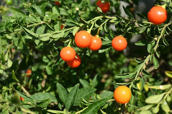 Kersen Van Jeruzalem Winterkers Solanum Pseudocapsicum Solanaceae Groenblijvende Struik Afkomstig — Stockfoto