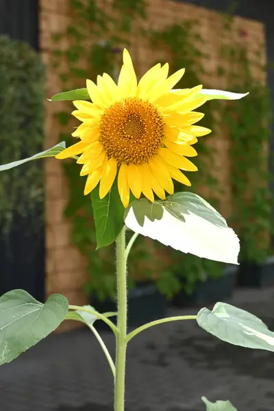 Sunflower Flower Seasonal Flower Background Material Summer Flowers — Stock Photo, Image