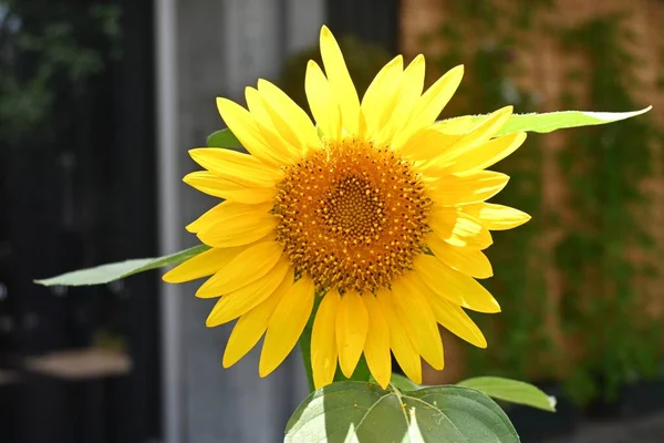 Квітка Соняшнику Сезонний Квітковий Фон Матеріал Літні Квіти — стокове фото