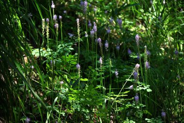 Scilla scilloides (Barnardia japonica) çiçekleri. Asparagaceae daimi bitkileri. Ağustos 'tan Eylül' e kadar yarışlarda pembe çiçekler. Ampuller zehirlidir..